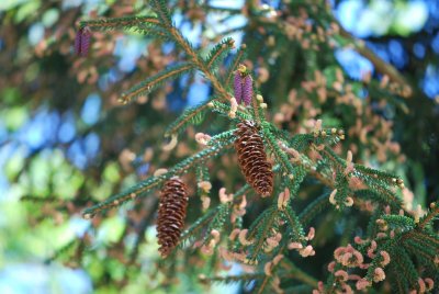 Picea orientalis 'Aurea'- smrk východní 'Aurea' - květy a plody